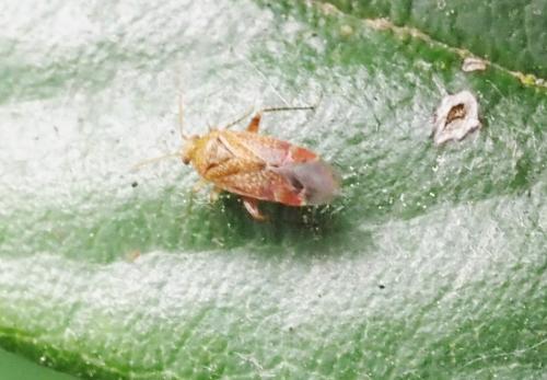 Psallus sp.
